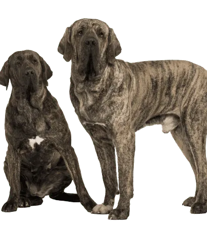 Fila Brasileiro (4)