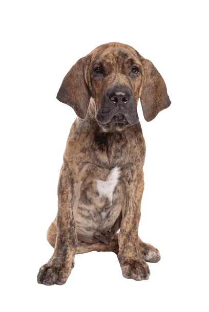 Fila Brasileiro (5)