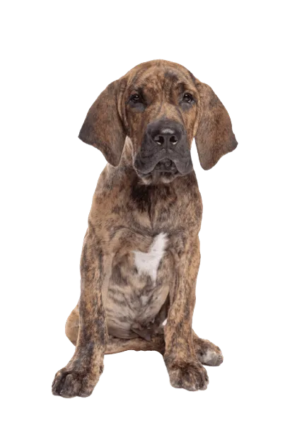 Fila Brasileiro (5)