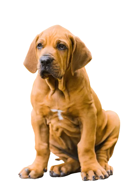 Fila Brasileiro (6)
