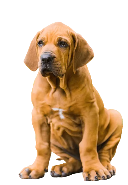 Fila Brasileiro (6)