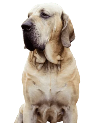 Fila Brasileiro