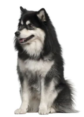 Finnischer Lapphund