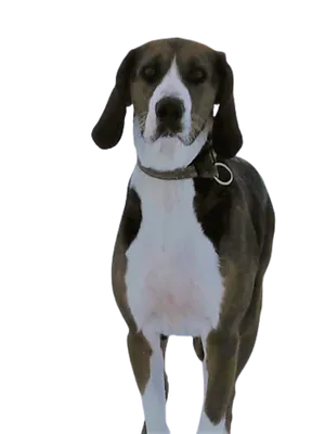 Finnischer Laufhund