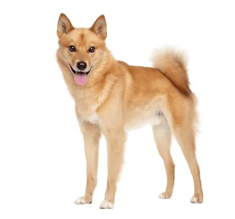 Finnischer Spitz