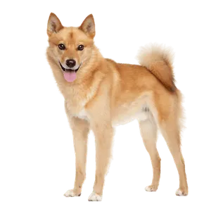 Finnischer Spitz