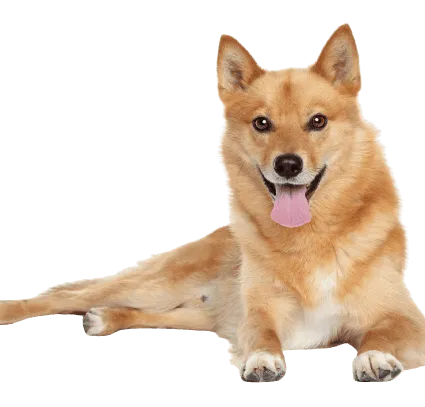 Finnischer Spitz