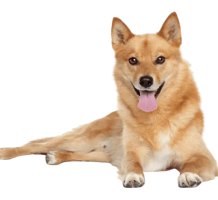 Finnischer Spitz