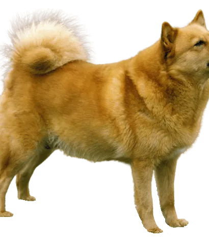 Finnischer Spitz