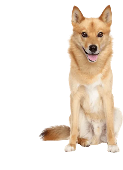 Finnischer Spitz