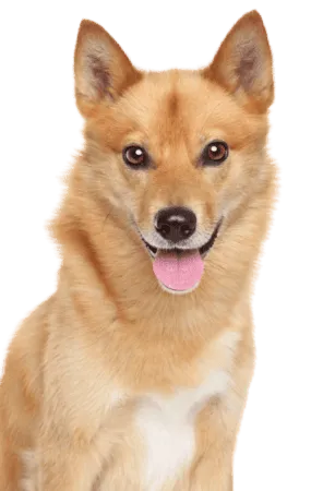 Finnischer Spitz