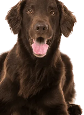 Flat-Coated Retriever