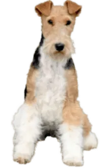 Foxterrier (Drahthaar)
