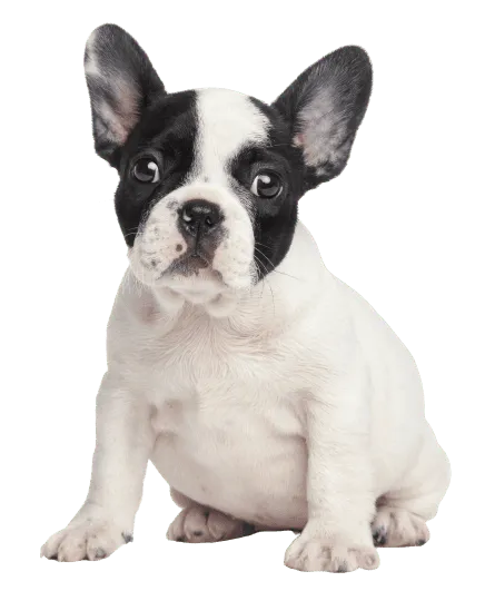 Französische_Bulldogge_Puppy