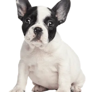 Französische_Bulldogge_Puppy