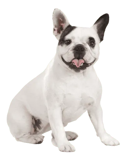 Französische_Bulldogge_2