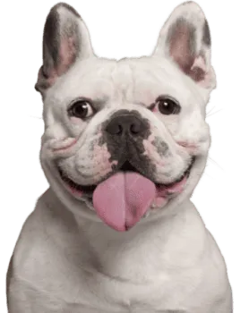 Französische Bulldogge 4