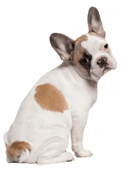 Französische_Bulldogge_3