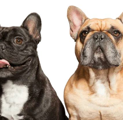 Französische_Bulldogge_7