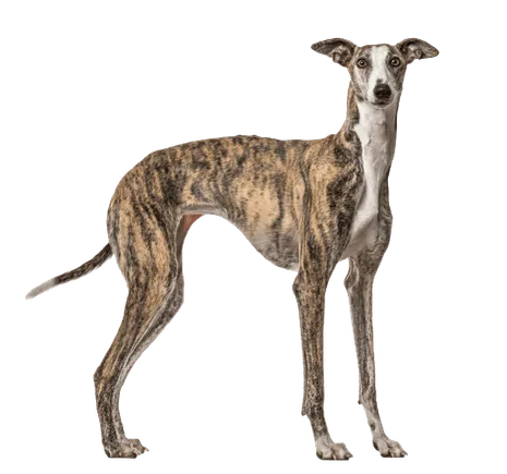 Galgo Español (3)