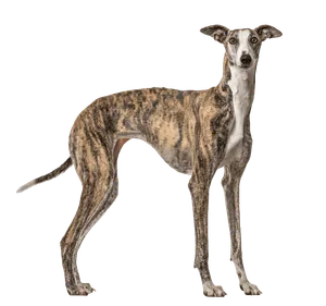 Galgo Español (3)