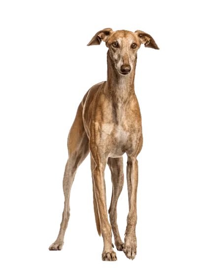 Galgo Español (4)