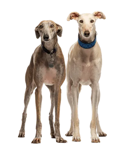 Galgo Español (2)