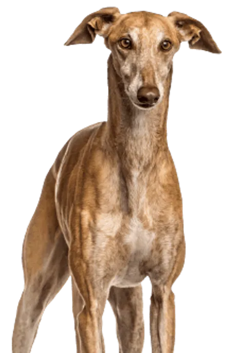 Galgo Español