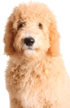 Goldendoodle (1)