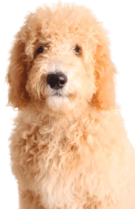 Goldendoodle (1)