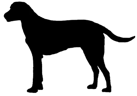 Grand Anglo-Français blanc et orange