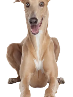 Greyhound