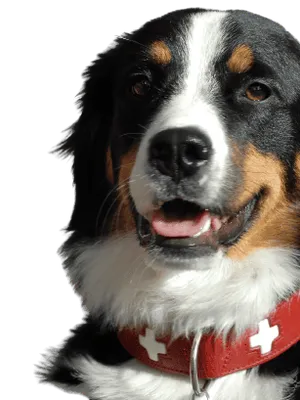 Grosser Schweizer Sennenhund (1)