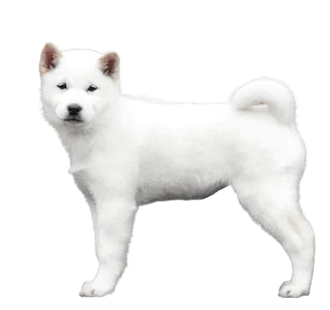 Hokkaido welpe