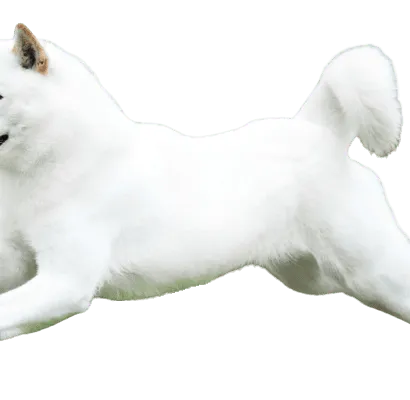 Hokkaido adult