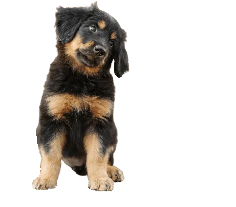 Hovawart 1