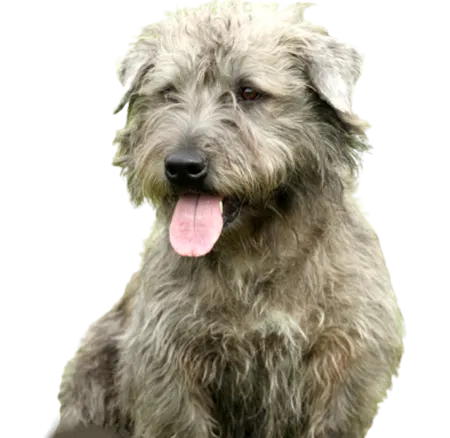Irish Glen of Imaal Terrier