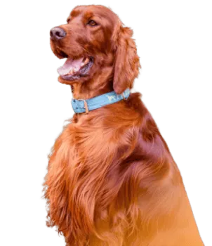 Irish Red Setter
