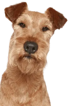 Irish Terrier (3)