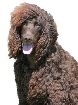 Irish Water Spaniel