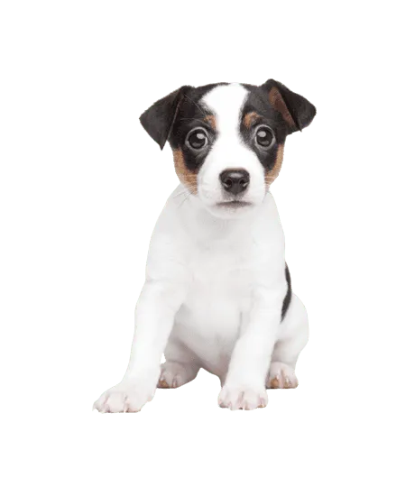 Jack Russell Terrier