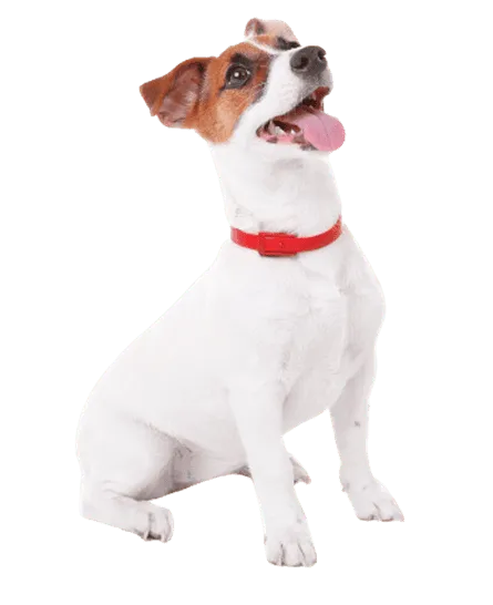 Jack Russell Terrier Bild 3