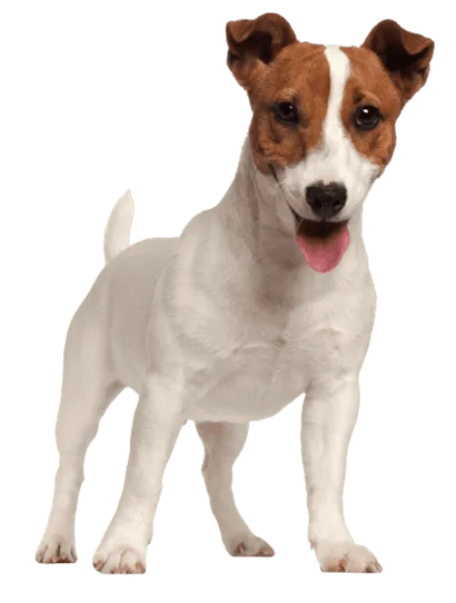 Jack Russell Terrier