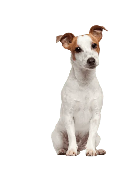 Jack Russell Terrier - Gesundheit