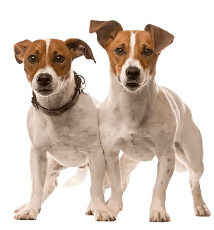 Jack Russell Terrier