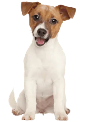 Jack Russell Terrier