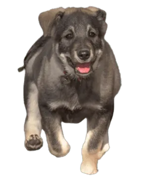 Jämthund