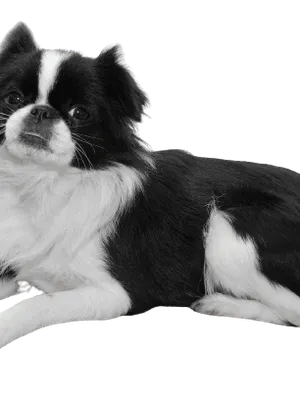 Japanese Chin