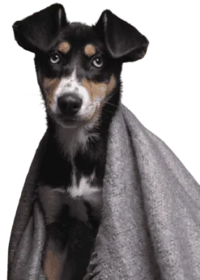 Japanischer Terrier