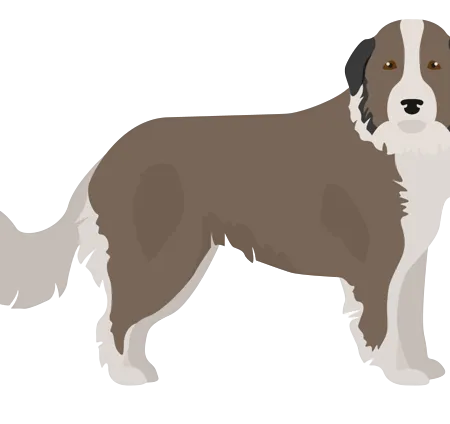 Karst-Schäferhund